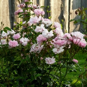 Roza  - floribunda ruže